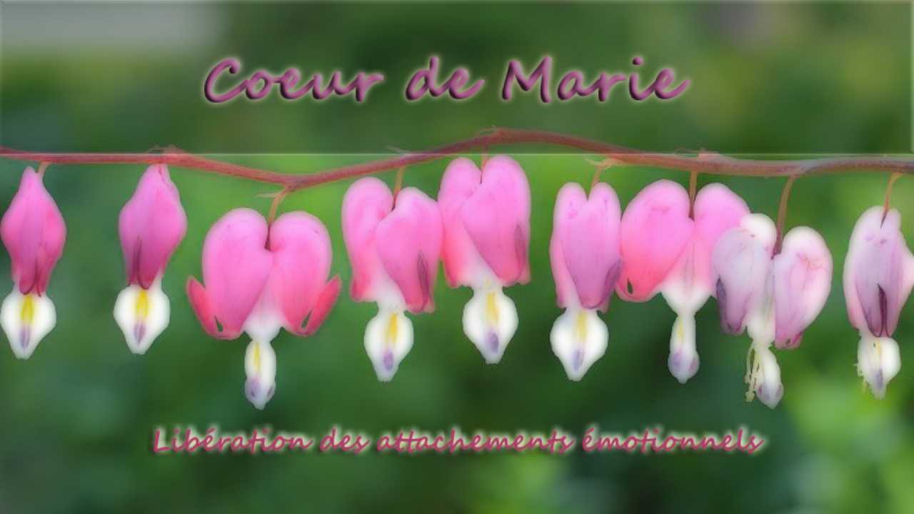 Lire la suite à propos de l’article Cœur de Marie (Dicentra spectabilis) – Elixir Floral