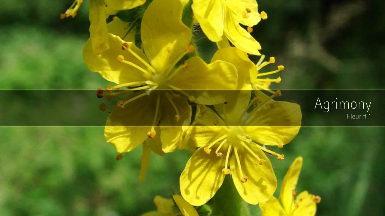 You are currently viewing Agrimony : Fleur de bach #1