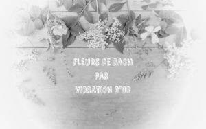 Lire la suite à propos de l’article Créer son Complexe de Fleurs de Bach