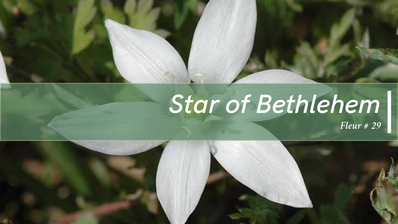 You are currently viewing Star of Bethlehem : Fleur de Bach #29