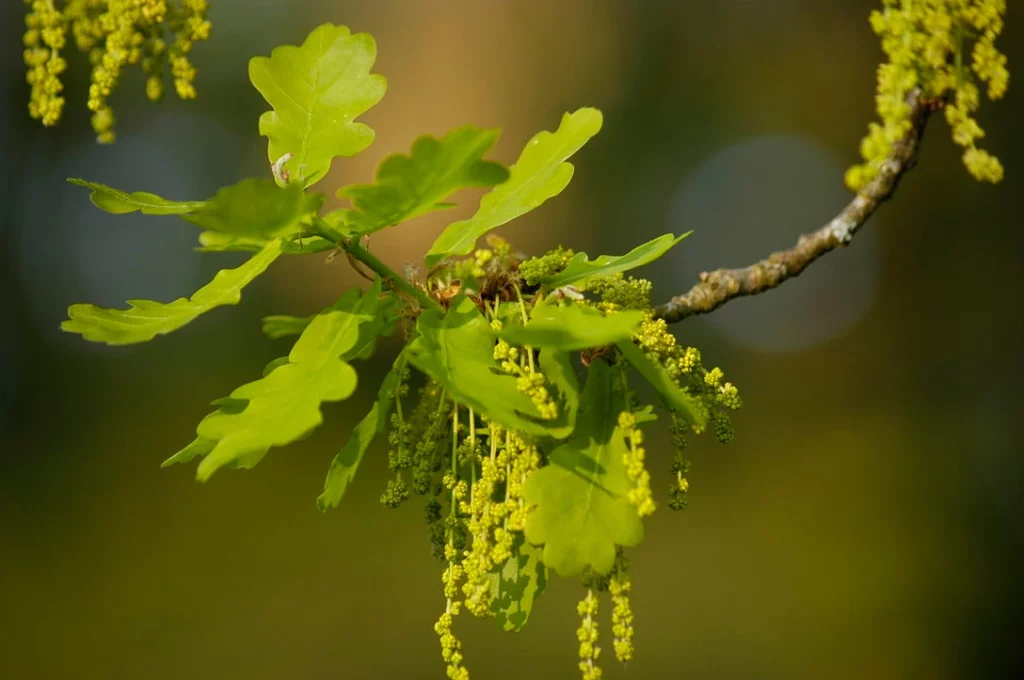 Oak - Fleur de Bach #22