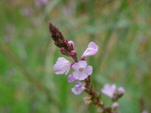 Lire la suite à propos de l’article Vervain – Fleurs de Bach #31