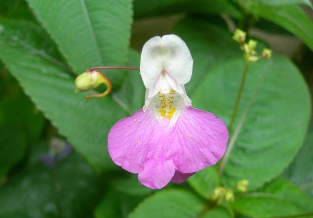 You are currently viewing Impatiens – Fleur de Bach # 18